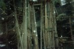 15 - Front of large camo woodshed 20 feet downhill  below my bunker..jpg