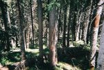 28 - National forest 400 feet above my land some dead trees.jpg