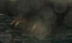 51 - Close-up of bear paw - looking out back window of my truck at night.JPG