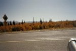 57 - Aspen trees - 7 miles down  hill from my mtn  place - parked on state hwy 70 - and distant .jpg